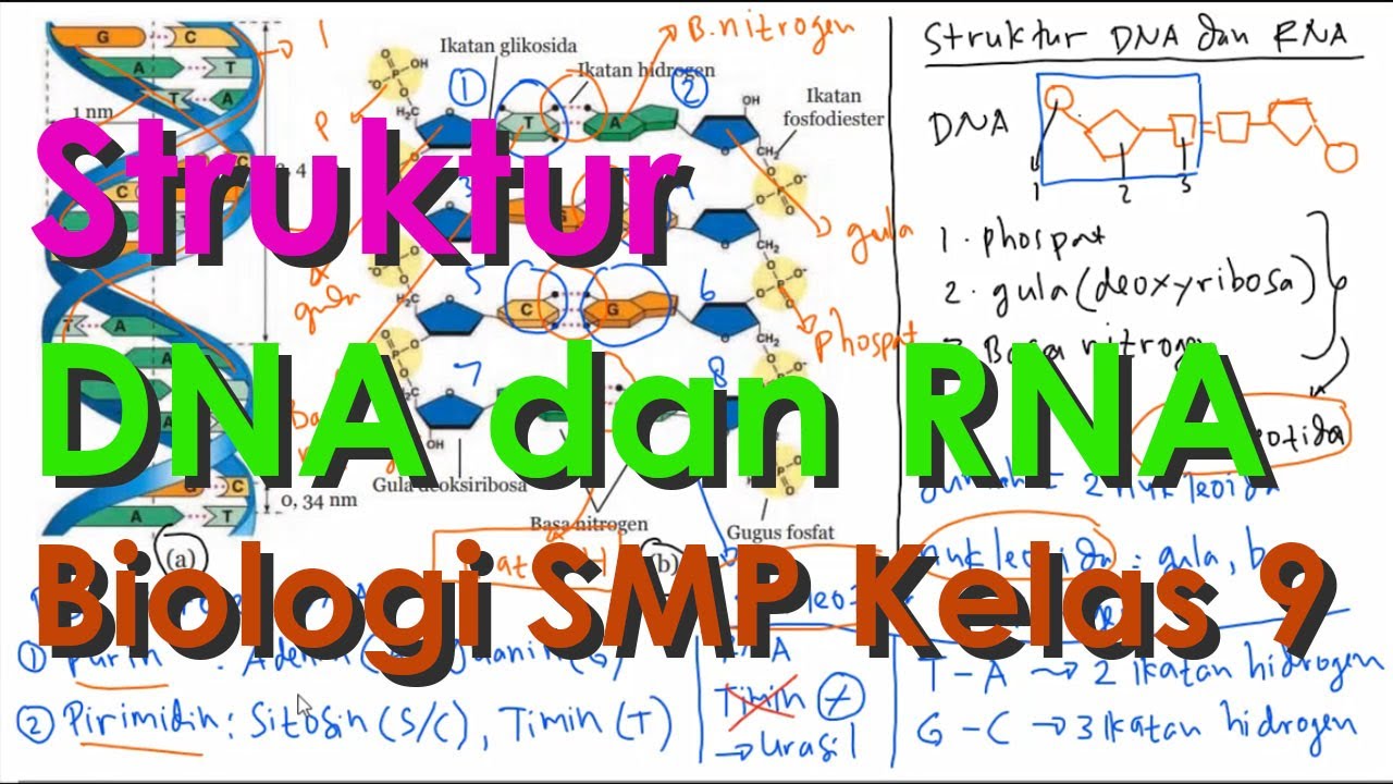 Struktur dan Jenis Basa Nitrogen DNA dan RNA (Biologi Kelas 9)