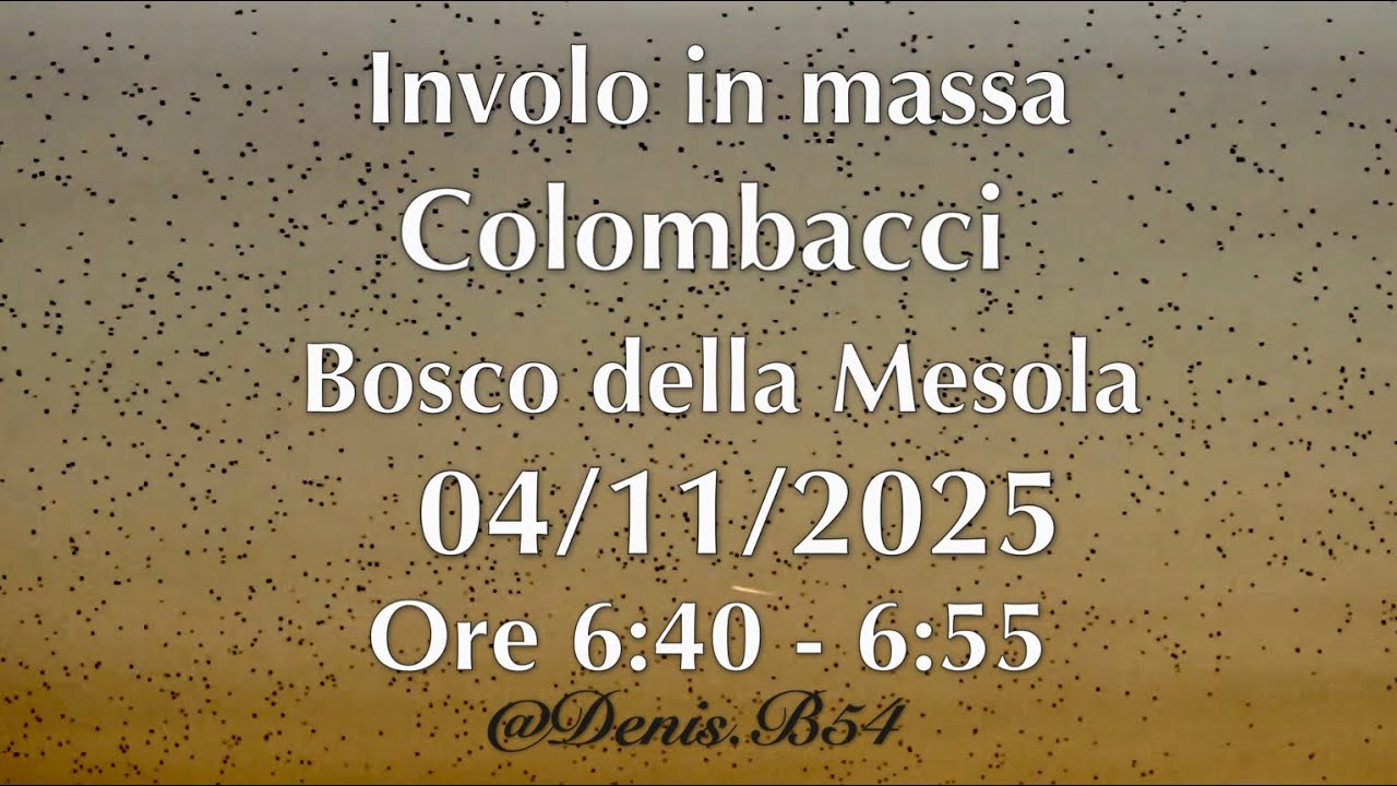 Involo colombacci Bosco Mesola 04/11/2025