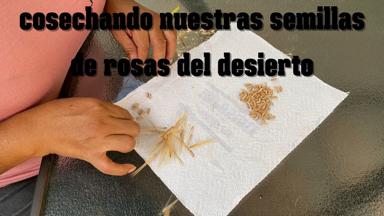 En que momento se debe de cosechar nuestras semillas de rosas del desierto