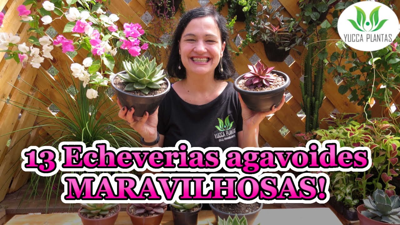 13 Echeverias agavoides MARAVILHOSAS