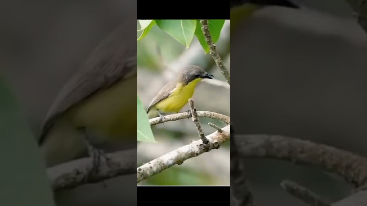 Siulan burung remetuk laut