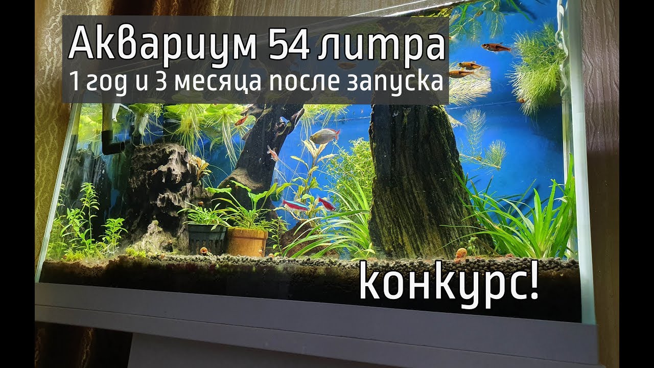 Обзор аквариума 54 литра год после запуска + Конкурс