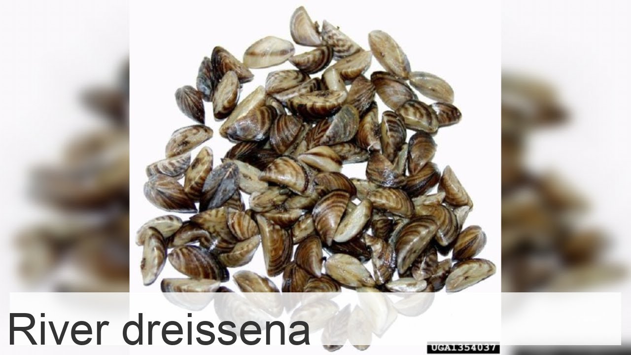 River dreissena
