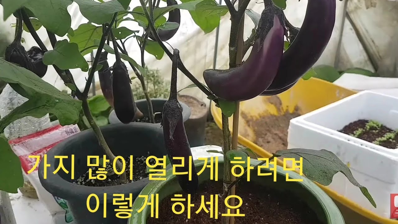 암세포 때려잡는 가지, 집에서 공짜로 실컷 먹는 방법 (농원 주인이 제대로 알려 드려요)