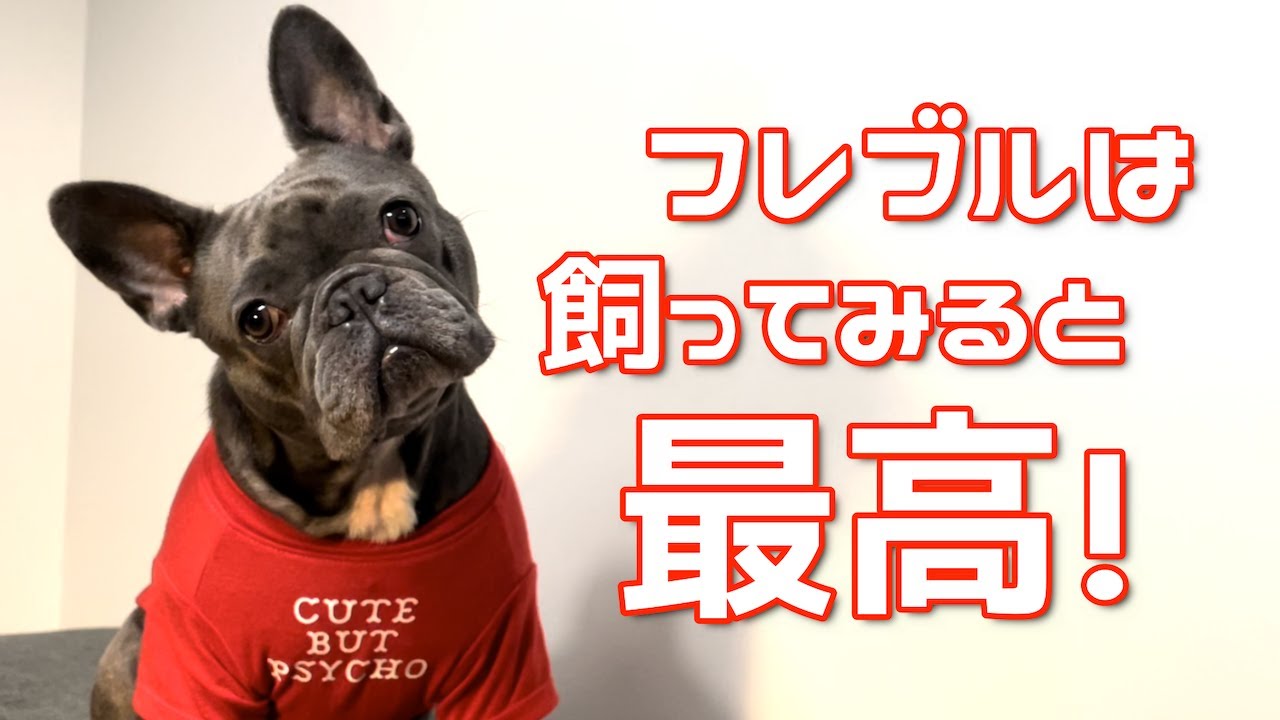教科書では教えてくれないフレブルを飼うと良いメリット６選