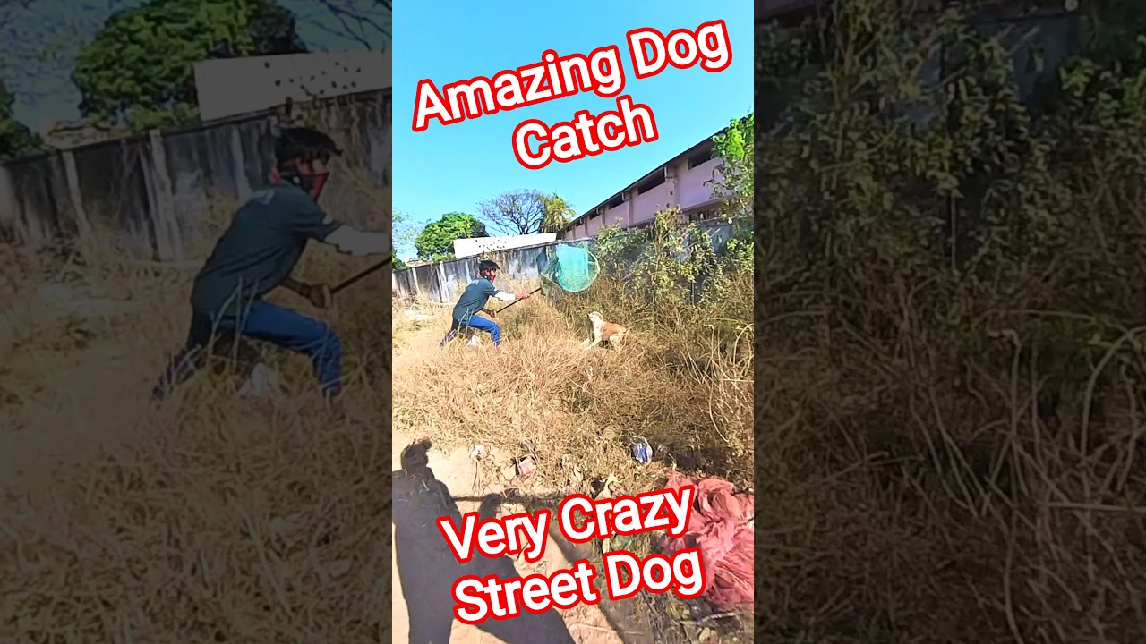 Crazy Street Dog Catching Up #dog #crazy #streetdogrevival #shorts #pets #abc #amazing