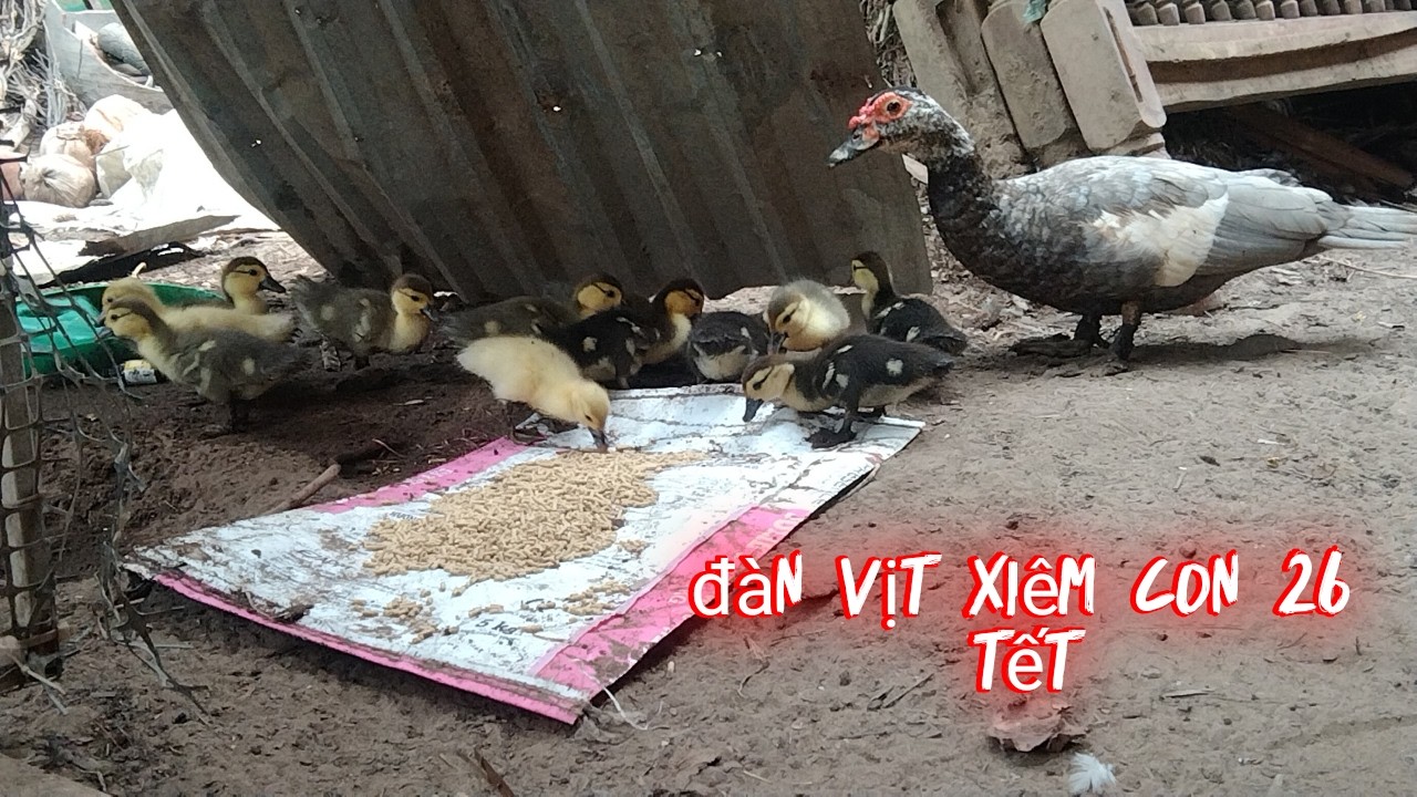 26 TẾT CÙNG 12 BÉ VỊT XIÊM SIÊU ĐÁNG YÊU ĂN GIỮA TRƯA|KIM THOA FAMILY