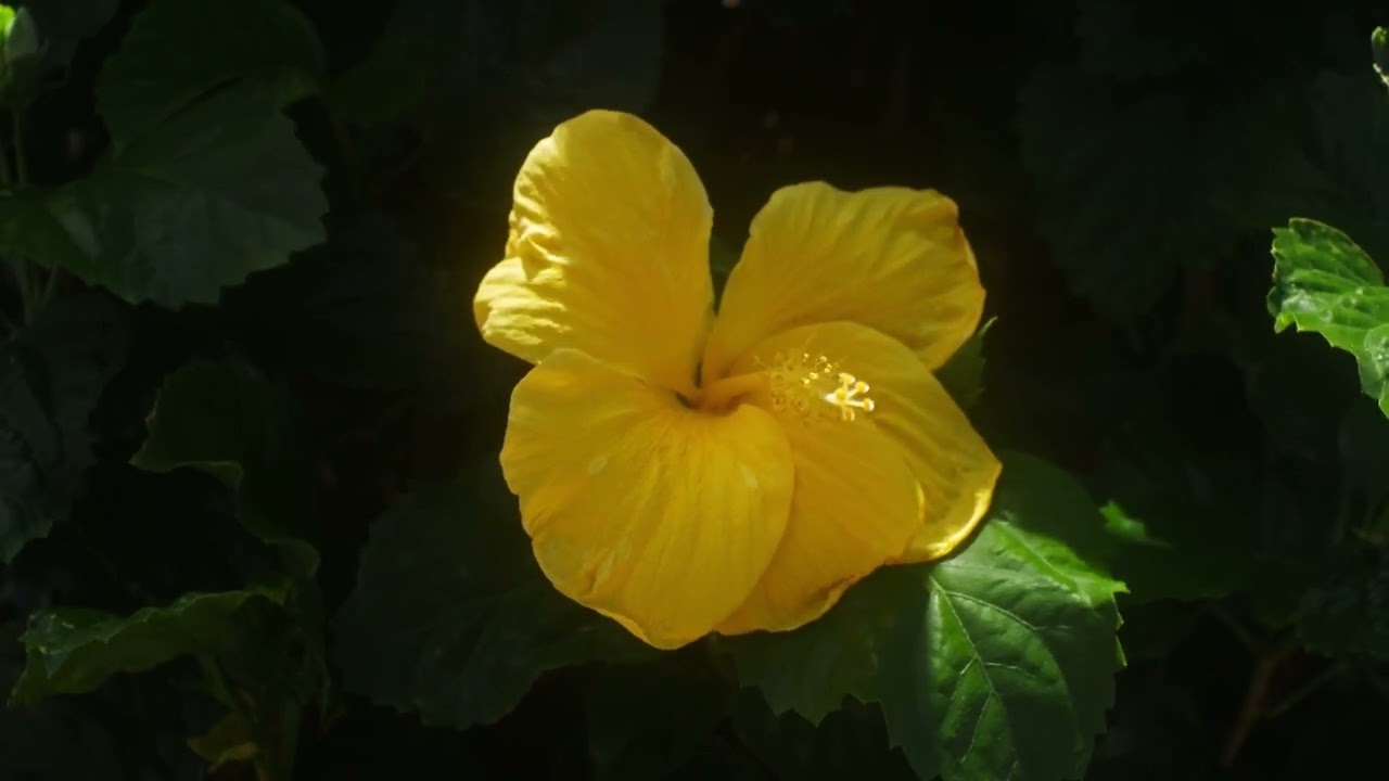 4k Flower , Bird noises, Ambulance, Caribbean, Yellow