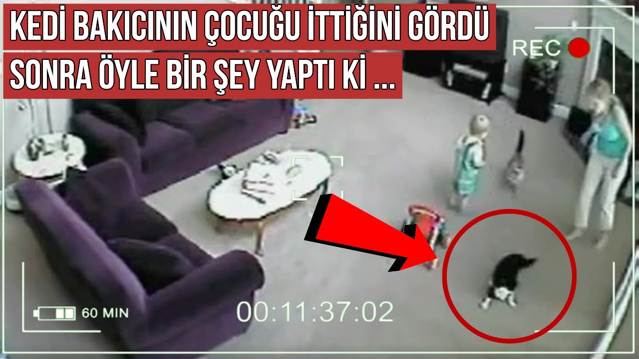 Kedi Bakıcının Çocuğu İttiğini Gördü, Sonra Öyle Bir Şey Yaptı ki