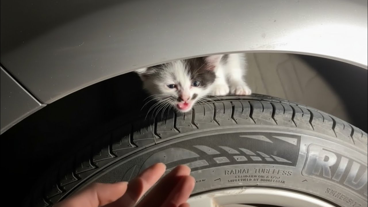 “A Freezing Kitten Hiding in a Warm Tire Ran After Us for Help”