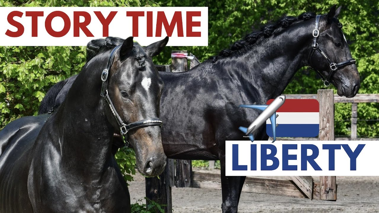 Buscando caballo en Holanda - LIBERTY