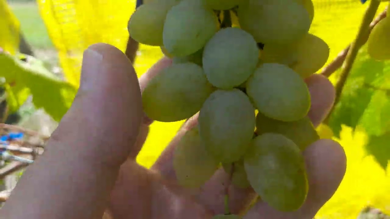 Kozije sise. Stara sorta vinove loze. 