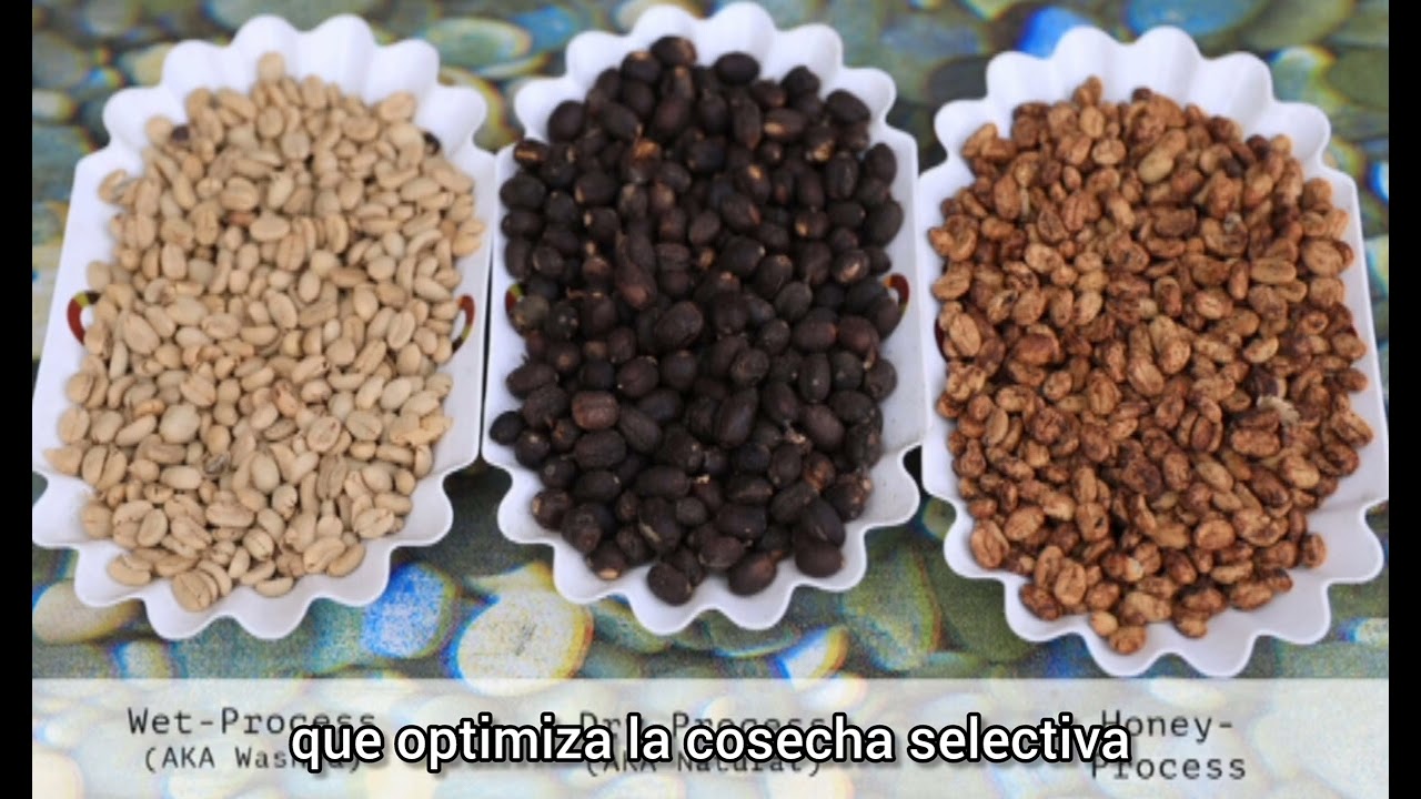 Video Café Honey - Proinnovate