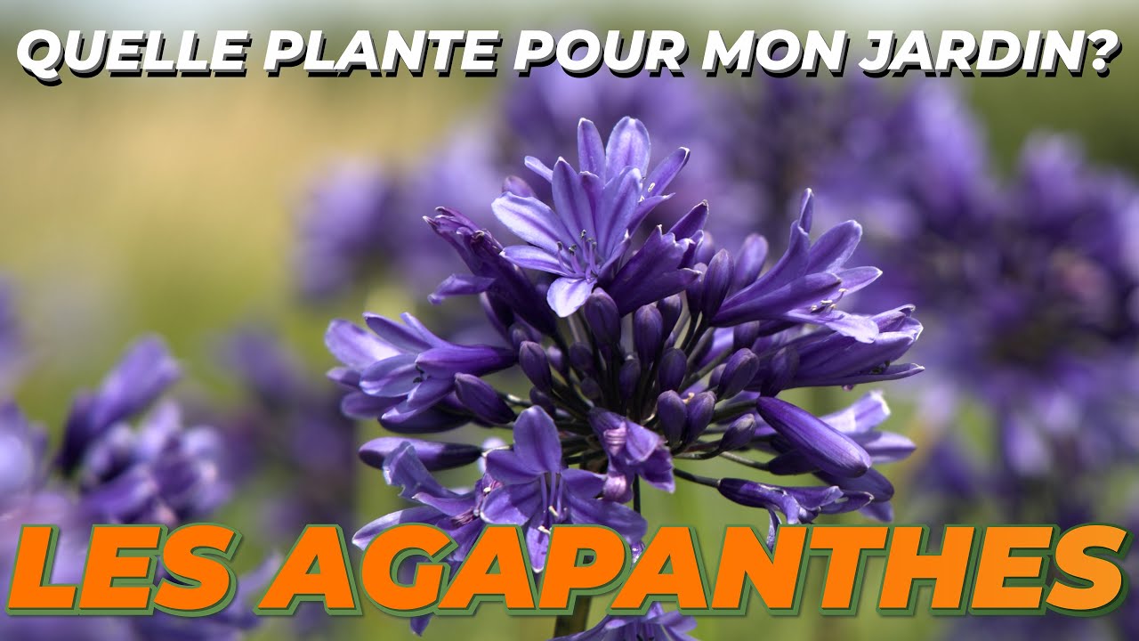 LES AGAPANTHES ou FLEUR DE L'AMOUR - Quelle Plante Pour Mon Jardin ?