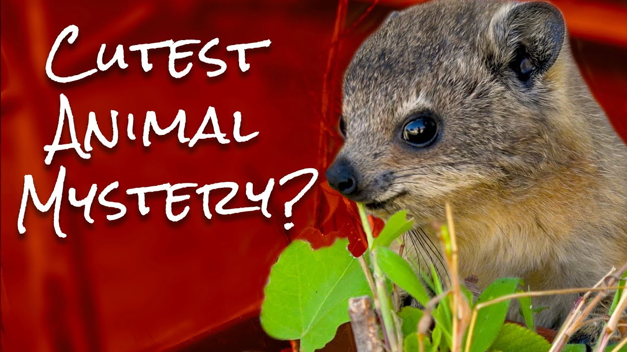Cutest Baby Animal in Africa?