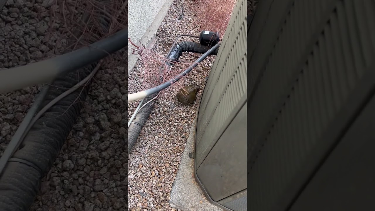 Check Out This Desert Toad 