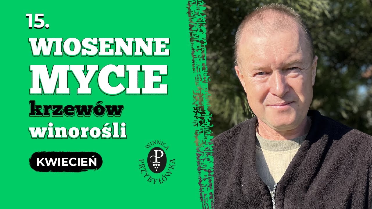 Wiosenne mycie krzewów winorośli