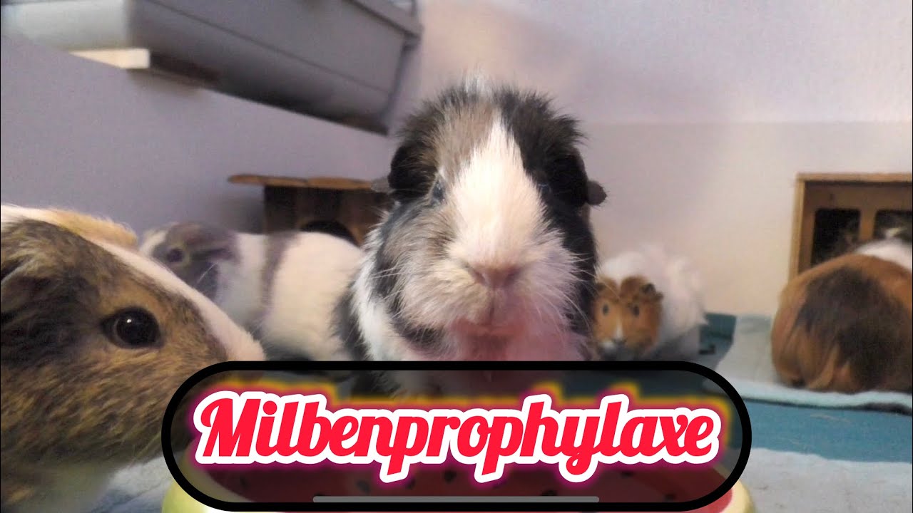Milbenprophylaxe und Wiegetag bei den Mädels am 19.12.25