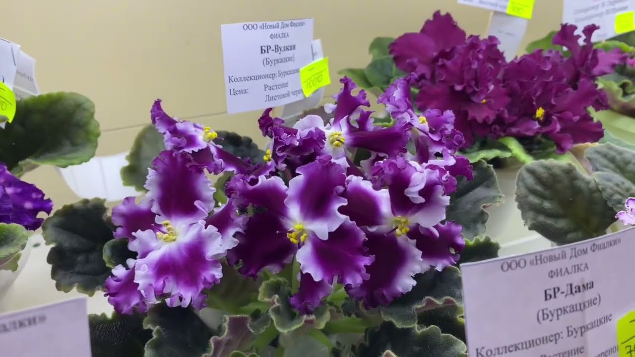 Violet Exhibition in Moscow | 9th Congress of Plant Breeders | Lyubov Eremenko