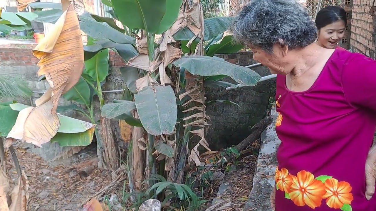 (33) Ra sau nhà thăm cây rau nội trồng và tưới cây
