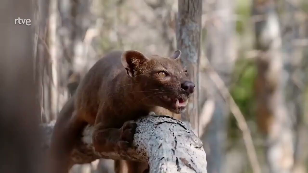 La Misteriosa Isla de Madagascar ｜ Documental de Animales HD