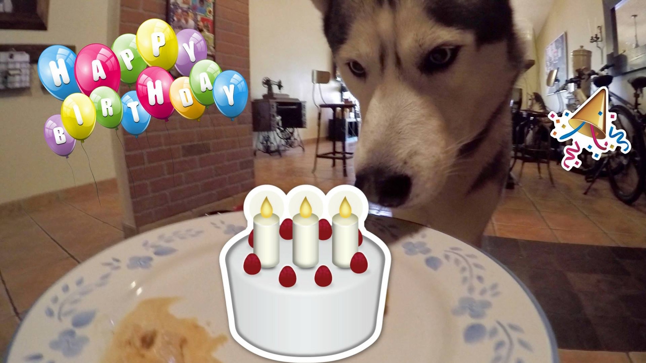 My Husky's 4th Birthday!!