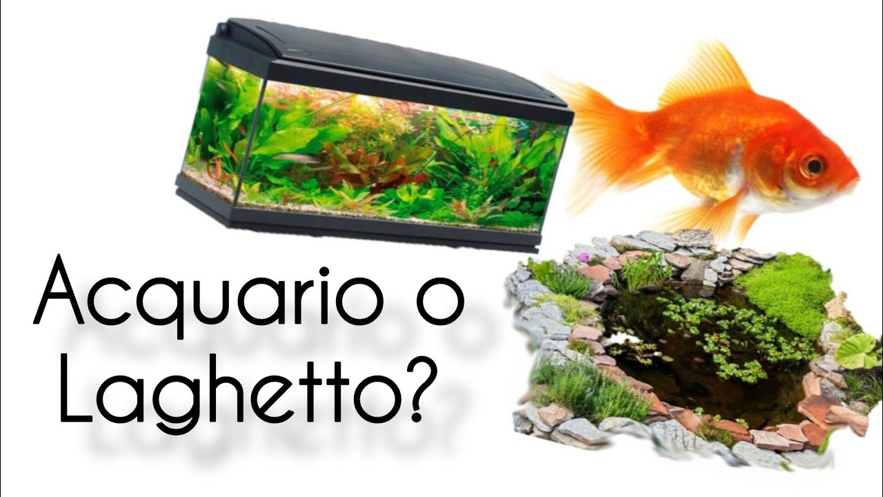Pesce rosso : Acquario o laghetto ? Cosa è meglio per lui.