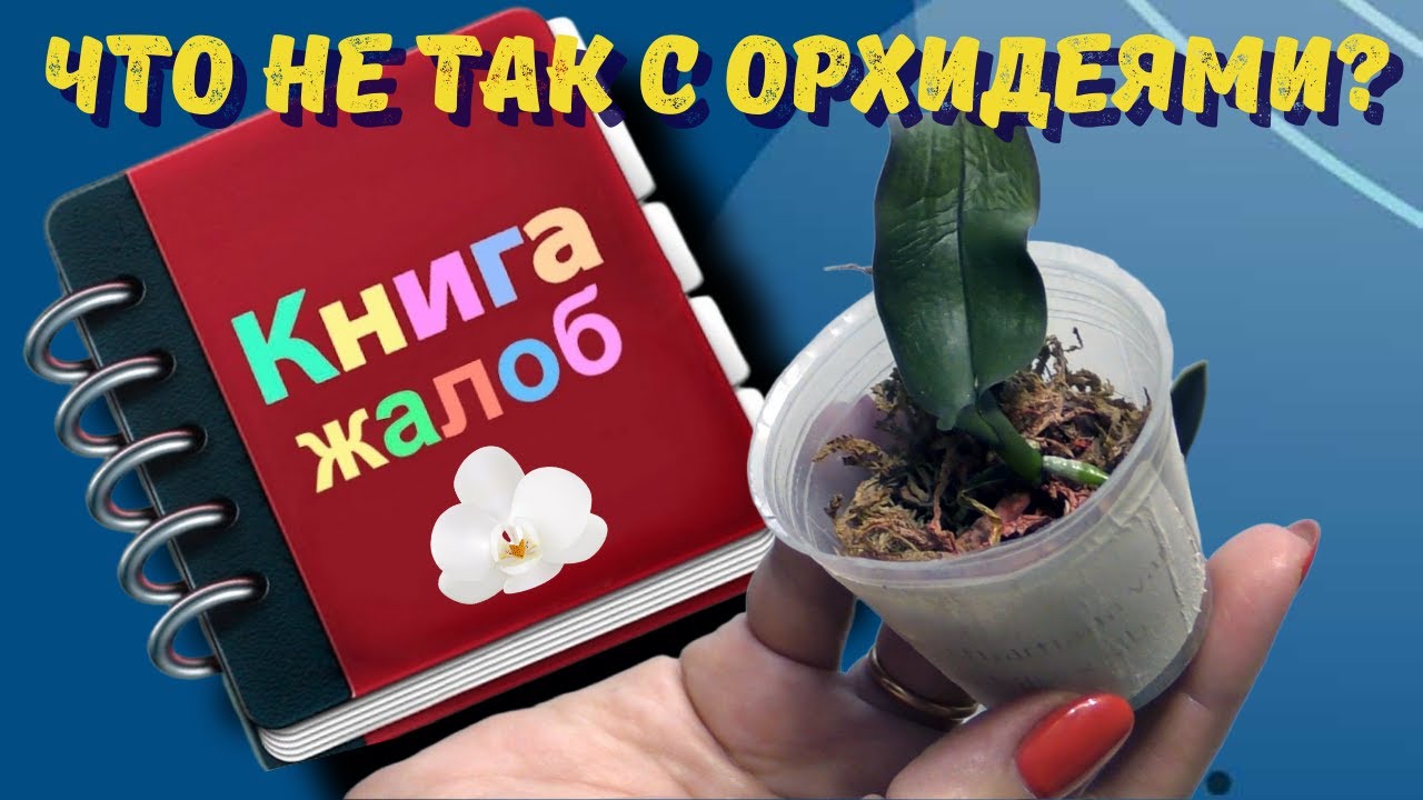Ужас! Что не так с моими орхидеями? («Орхидейная книга жалоб»)