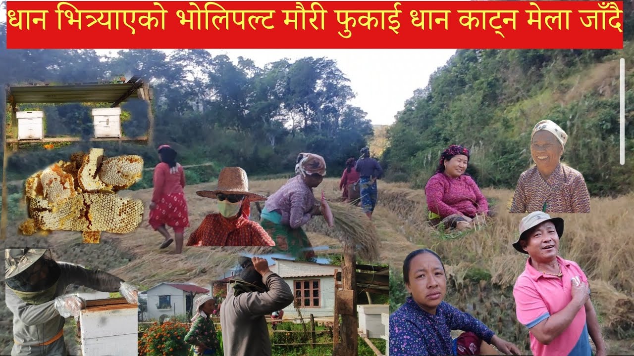 धान भित्र्याको भोलिपल्ट मौरीफुकाई धान काट्न मेलाजाँदा मेलामा मामाको गीत सुनेर सबै भयो दंग😊#bimlaale 