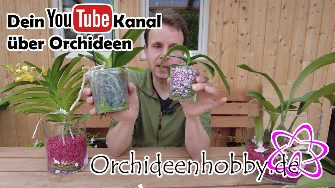 Warum die richtige Wassermenge für Orchideen alles verändert