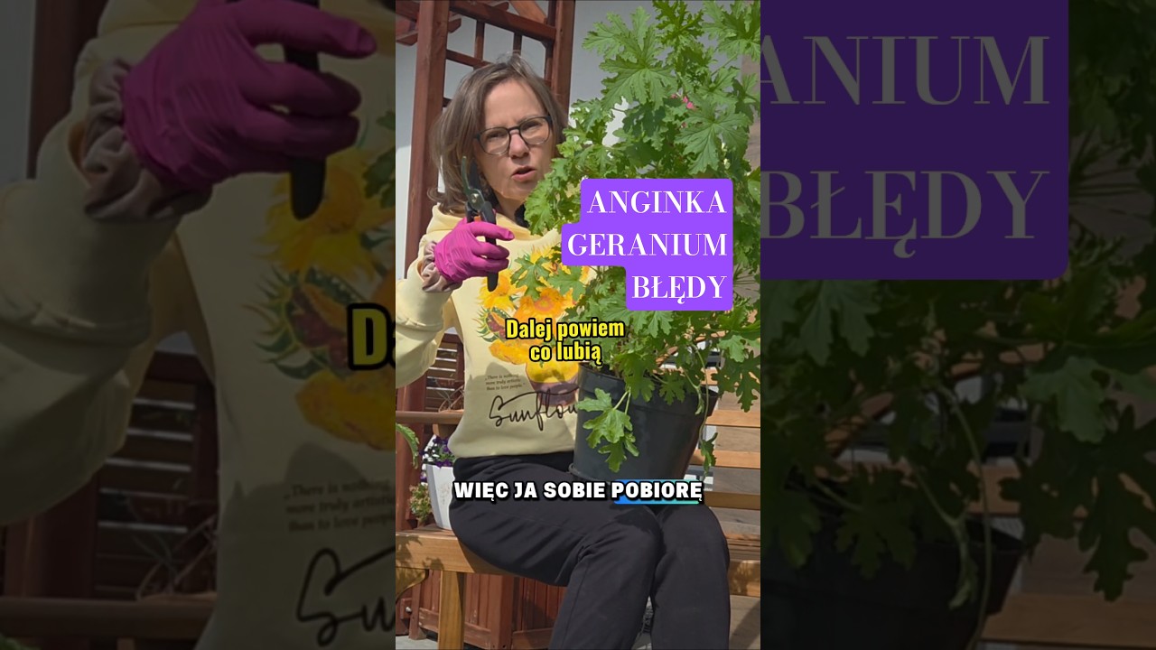 Anginka - geranium - błędy w uprawie. Kocha światło i wodę. Cięcie konieczne #geranium #anginka #dom