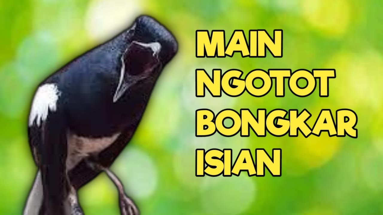 TERAPI KACER GACOR INI AMPUH ATASI KACER MACET BUNYI LANGSUNG NYAUT EMOSI BUKA EKOR