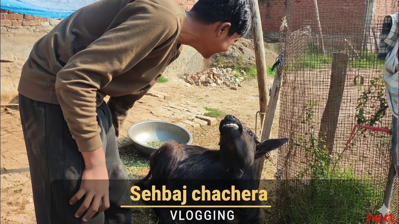 Sehbaz chachera vlogging | murgi ke liye ghas lene gye 😀