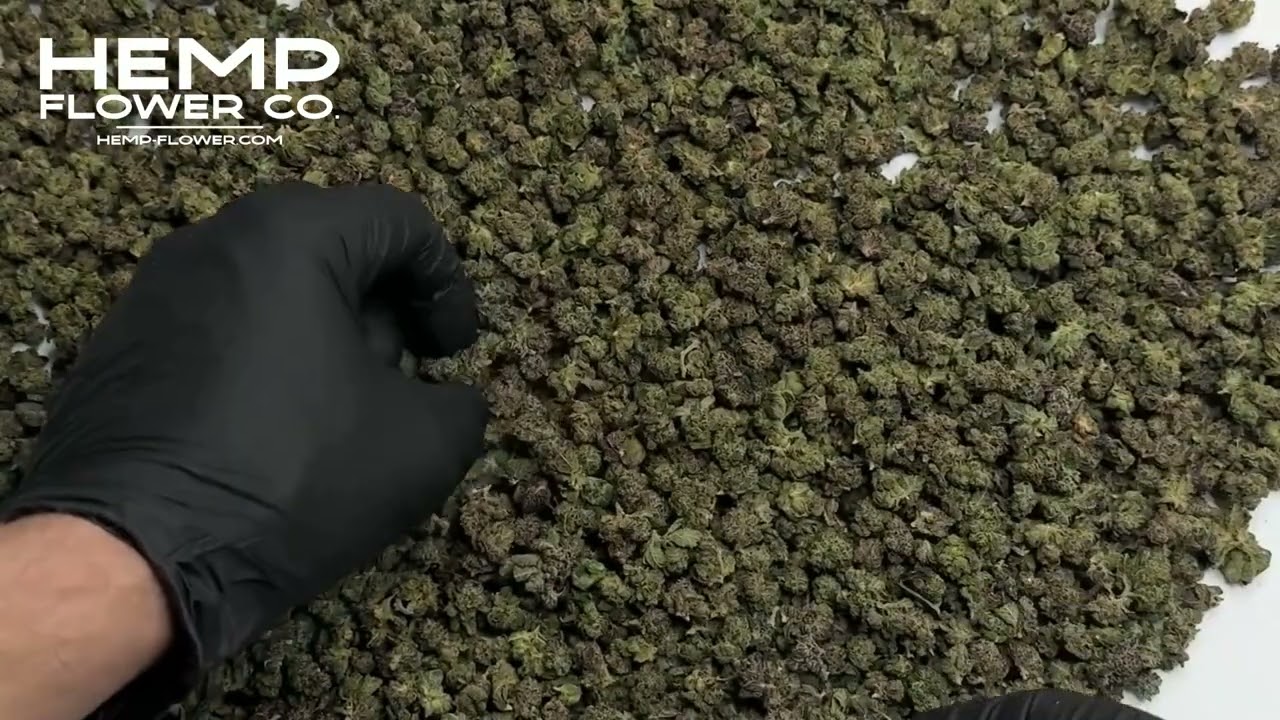 Purple Wedding Indoor THCa Flower Smalls