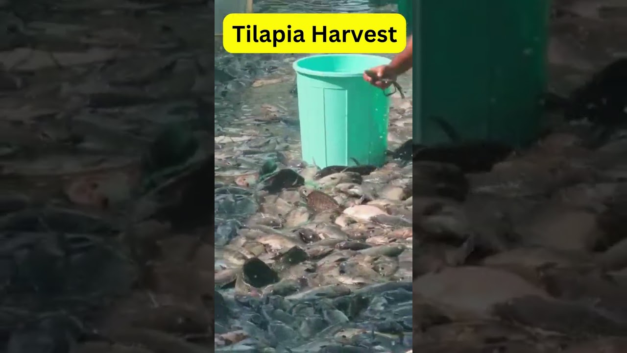 #tilapia