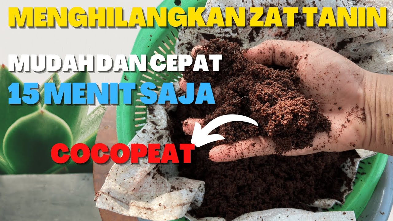 Cara Paling Mudah Menghilangkan Zat Tanin Pada Sabut Kelapa Untuk Media Tanam