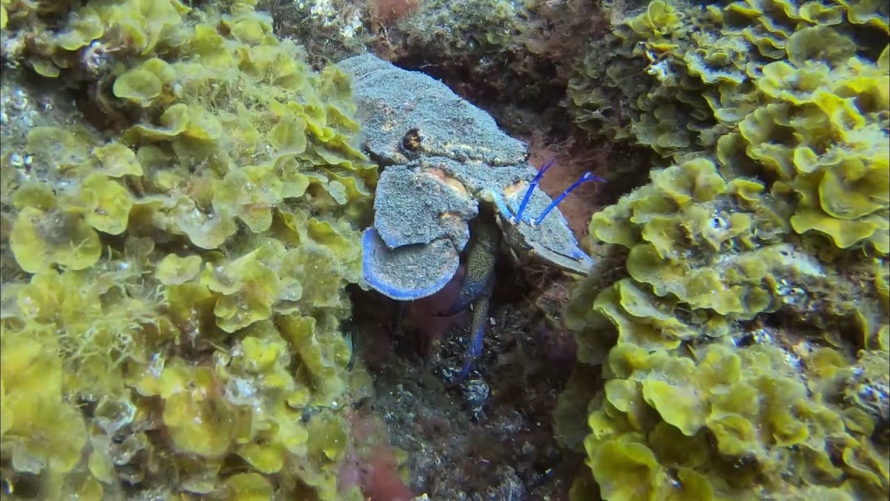 DIVING EL HIERRO ISLAND (04/2022)