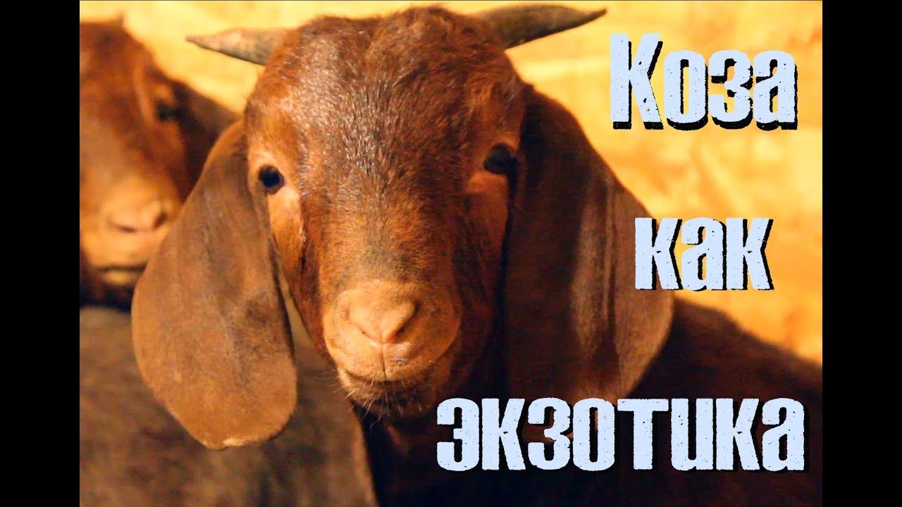 Африканские гости -  козы тоже экзотика