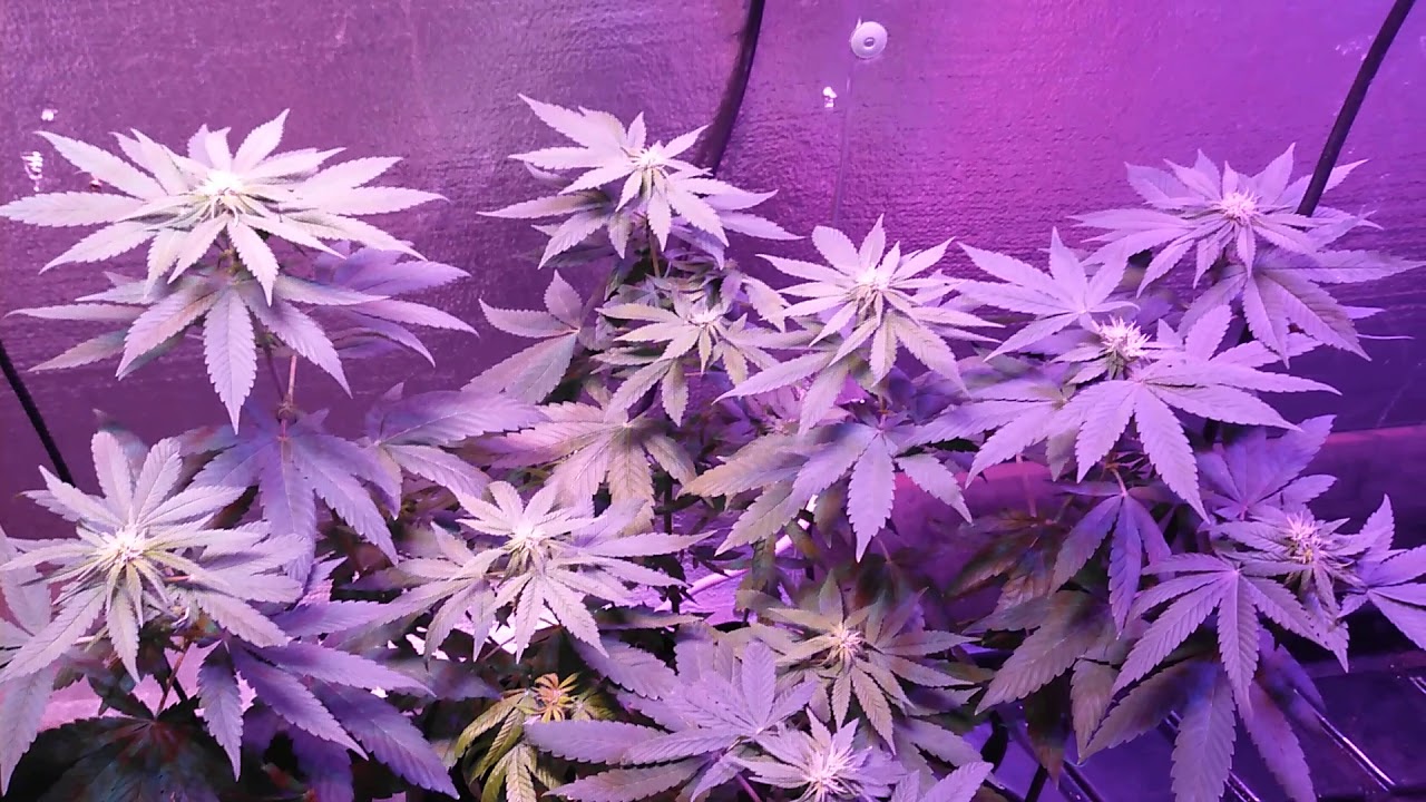 Cannabis grower!! Chocolate Chunk Strain!! 2nd week in flower!! 8 week strain