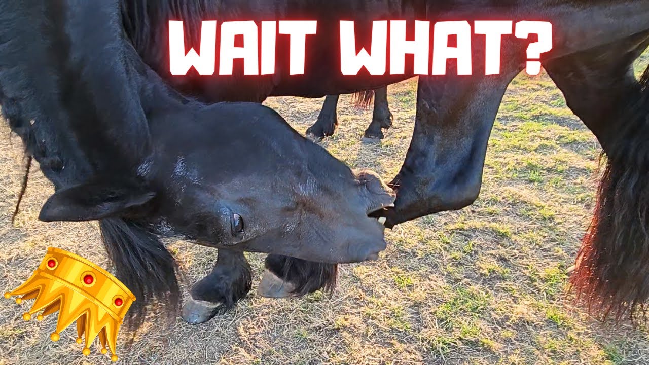 Oh no..👑Uniek!! | Pellets | Hot air balloon | Horseshoe | They don't want | Itch | Friesian Horses