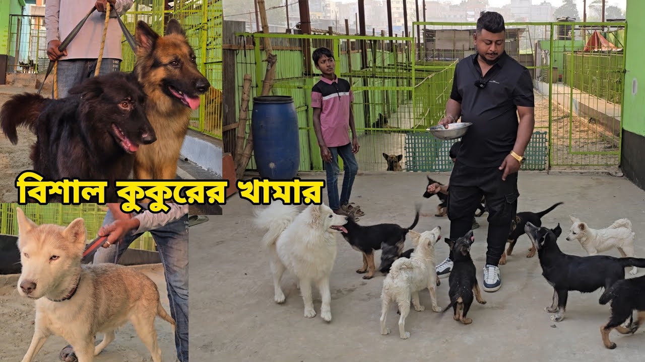 সবচেয়ে কমে কুকুর | Siberian Husky, German Shepherd, Pomeranian, Rottweiler Dog Farm | Dog farm BD🇧🇩