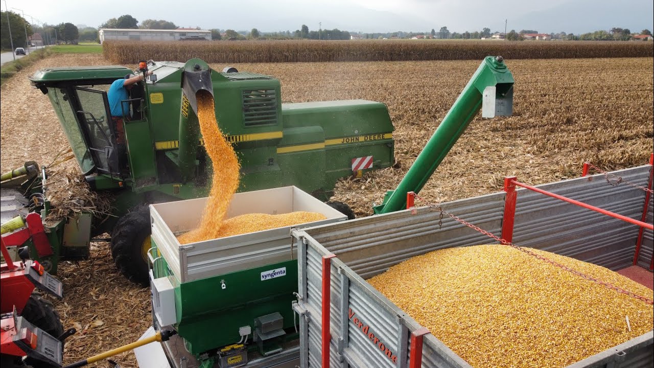 Corn Harvest 2023 demo grain Syngenta a Ciconio (TO) Mietitrebbia John Deere 1166 🌽🌽🌽