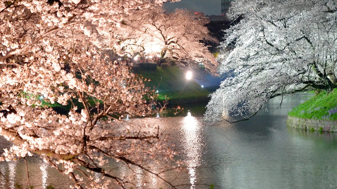 夜空を彩る桜並木　千鳥ケ淵でライトアップ　東京