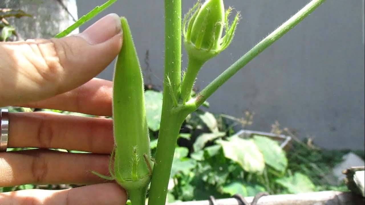 Hướng dẫn tự Trồng Đậu Bắp trong chậu tại nhà cực dễ