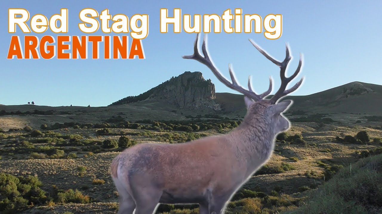 Red Stag Hunting In Argentina - Patagonia 1 /  2018 (Chasse Cerf Approche)