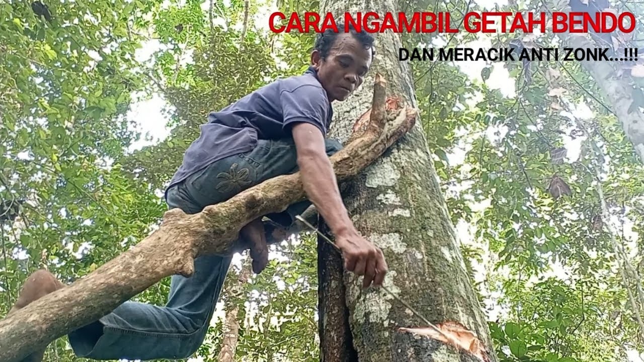 CARA NGAMBIL GETAH BENDO & MERACIK ANTI GAGAL....!!!