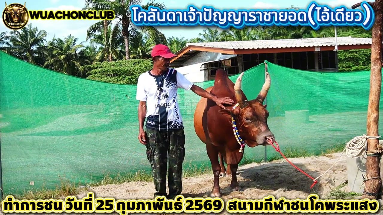 #เยี่ยมคอกวัวชน #สนามกีฬาชนโคพระแสงคอมเพล็กซ์  #วัวชนภาคใต้  #ข้อมูลวัวชน #วัวชนคลับ #wuachonclub