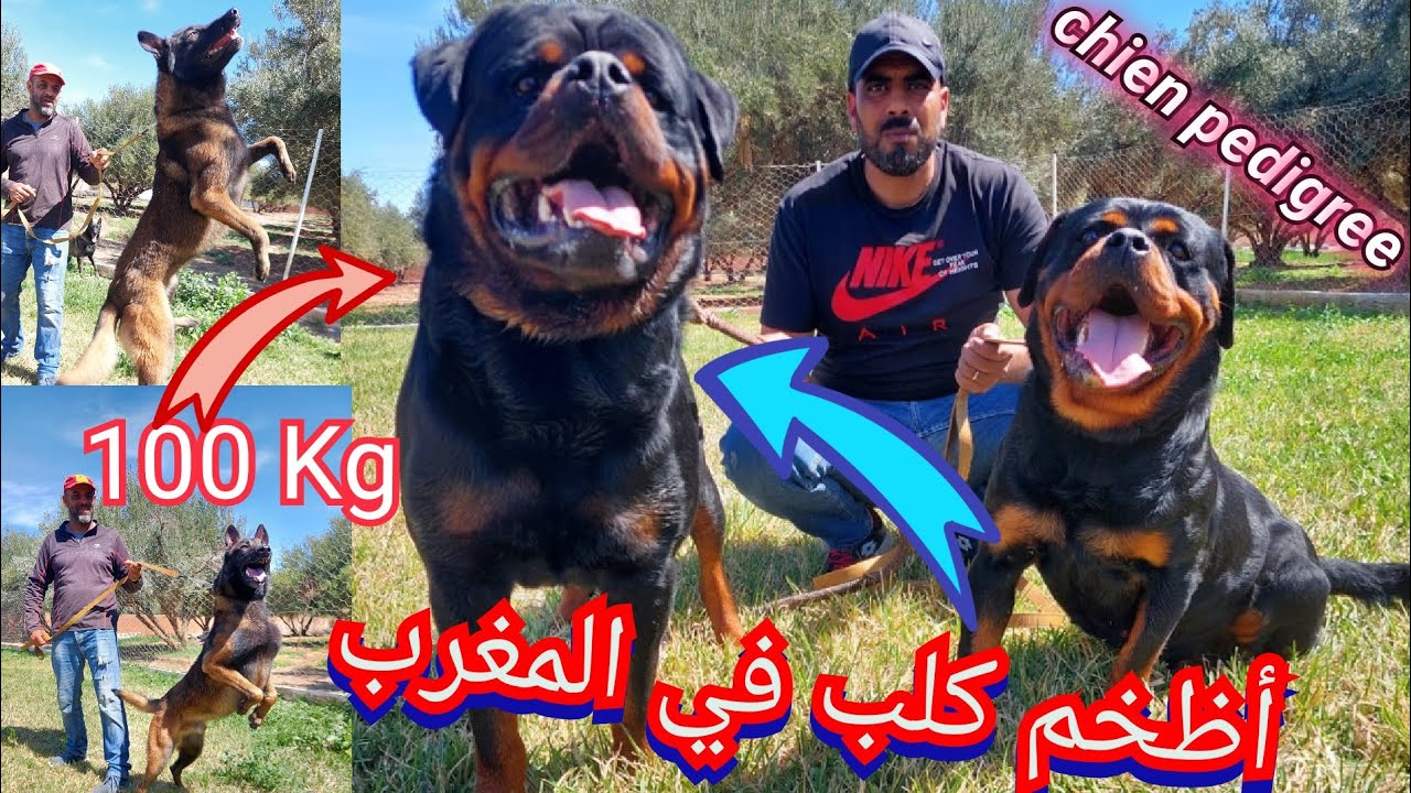 من مراكش أكبر كلب في المغرب سلالة الروت ويلر , le plus grand chien du Maroc la race Rottweiler