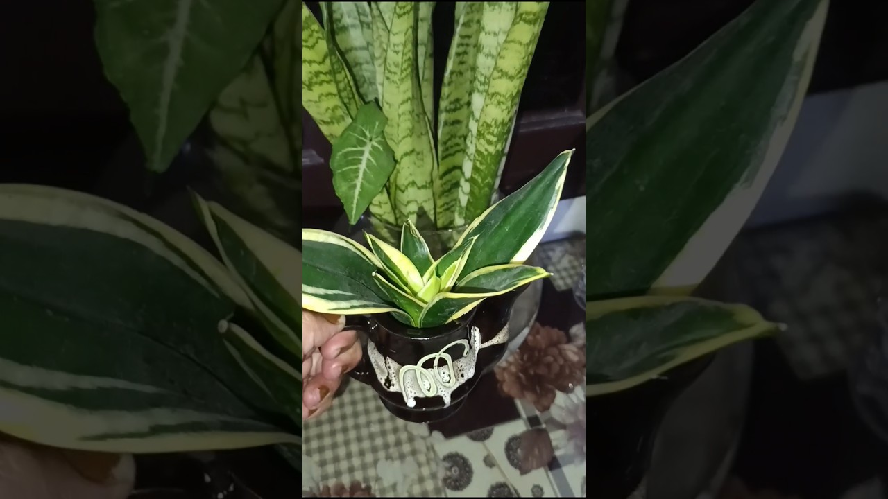 Snake plant# water