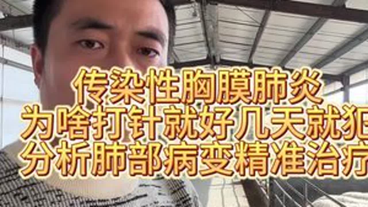 #羊烂肺病 #传染性胸膜肺炎 #羊咳喘 #养羊人 #新农人计划2024